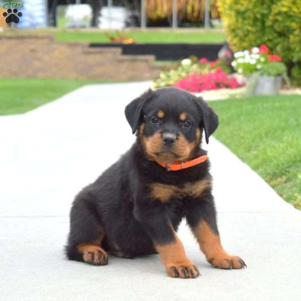 Chex, Rottweiler Puppy