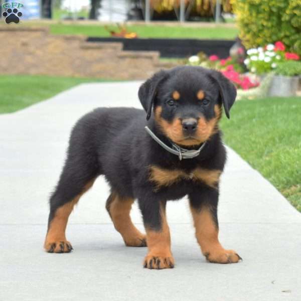 Chief, Rottweiler Puppy