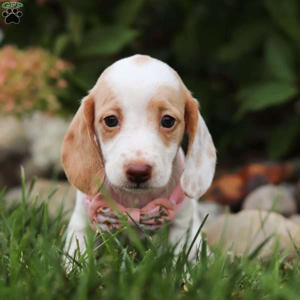 Chloe, Dachshund Puppy