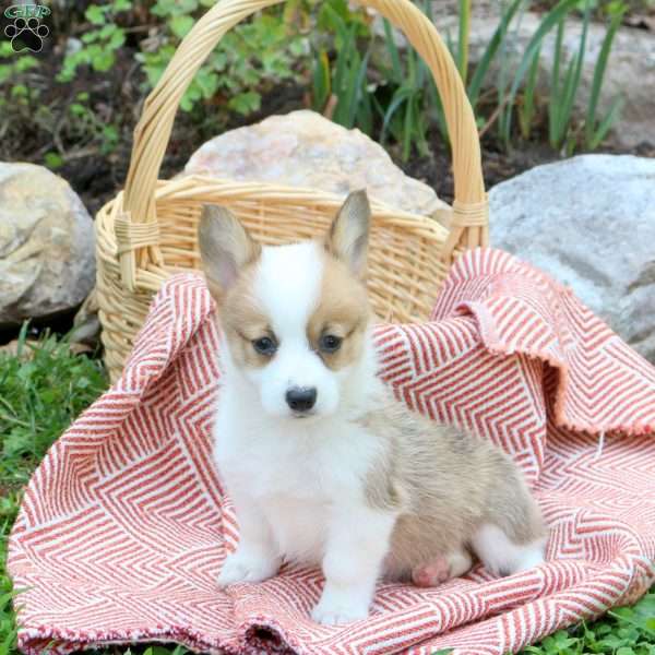 Chloe, Pembroke Welsh Corgi Puppy