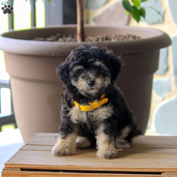 Chloe, Maltipoo Puppy