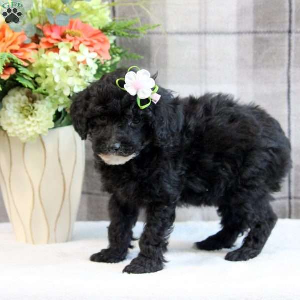 Chloe, Miniature Poodle Puppy