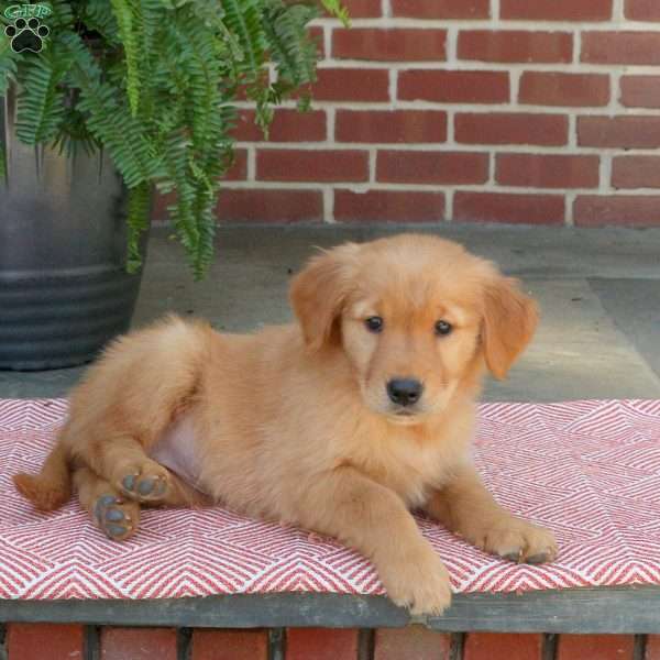 Chloe, Golden Retriever Puppy