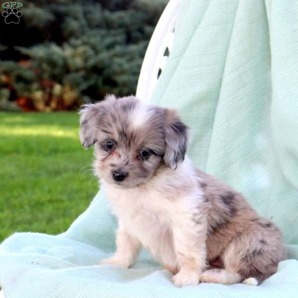 Chloe, Mini Aussiedoodle Puppy