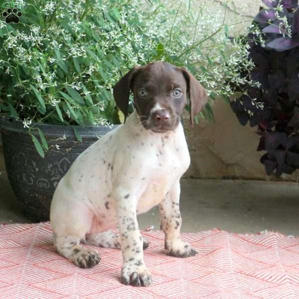 Chloe, German Shorthaired Pointer Puppy