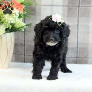 Chloe, Miniature Poodle Puppy