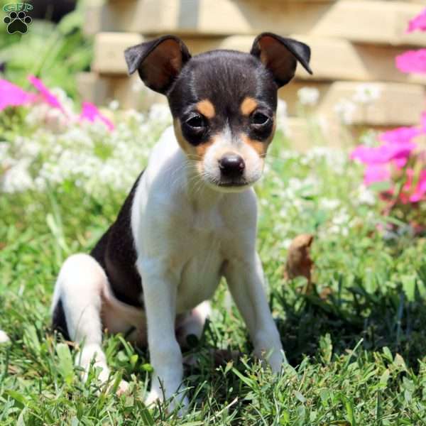 Christina, Smooth Fox Terrier Puppy