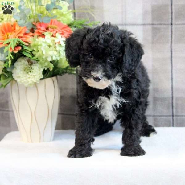 Chuck, Miniature Poodle Puppy