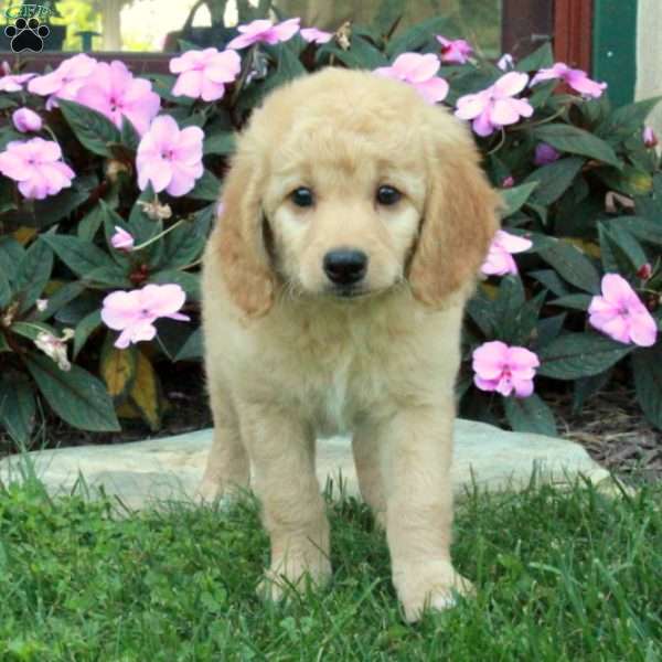 Cillian, Mini Goldendoodle Puppy