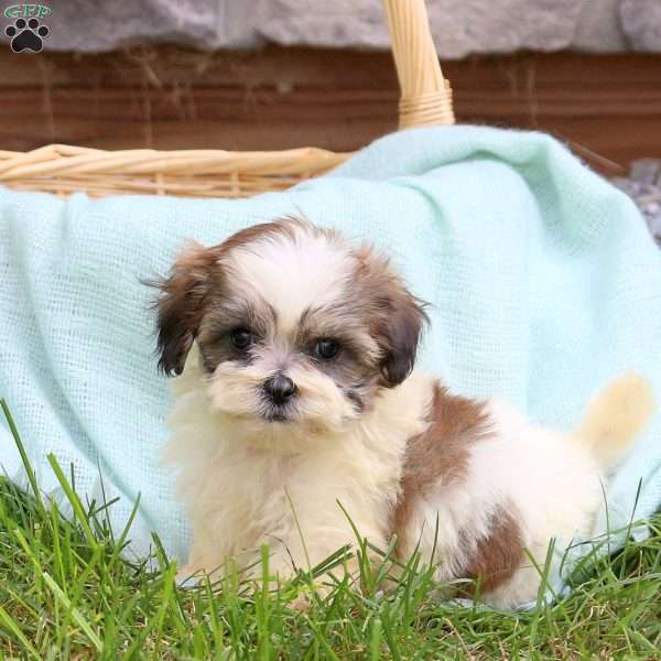 Cinderella, Teddy Bear Puppy