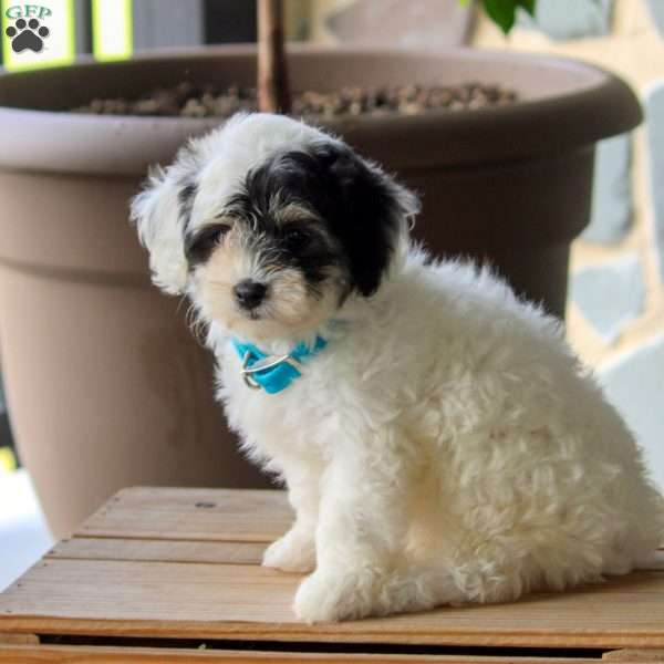 Cindy, Maltipoo Puppy