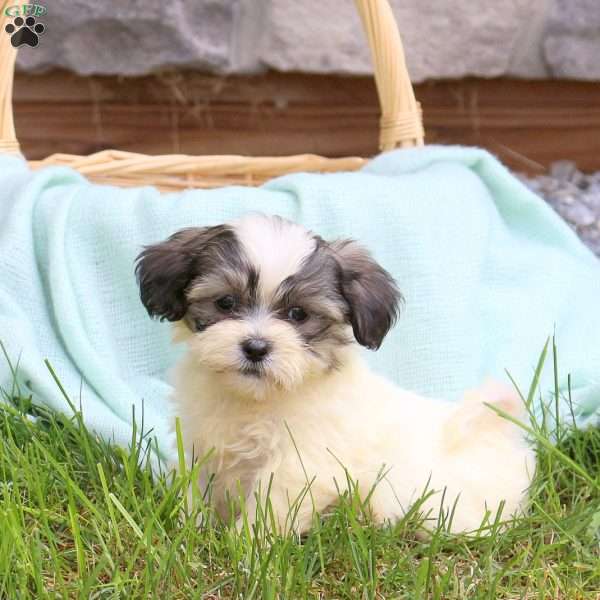 Cindy, Teddy Bear Puppy