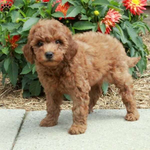 Cinnamon, Mini Goldendoodle Puppy