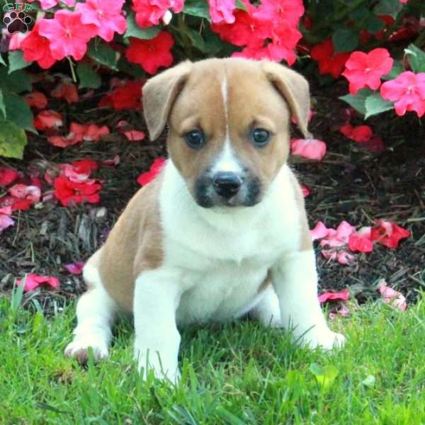 Clara, Welsh Corgi Mix Puppy