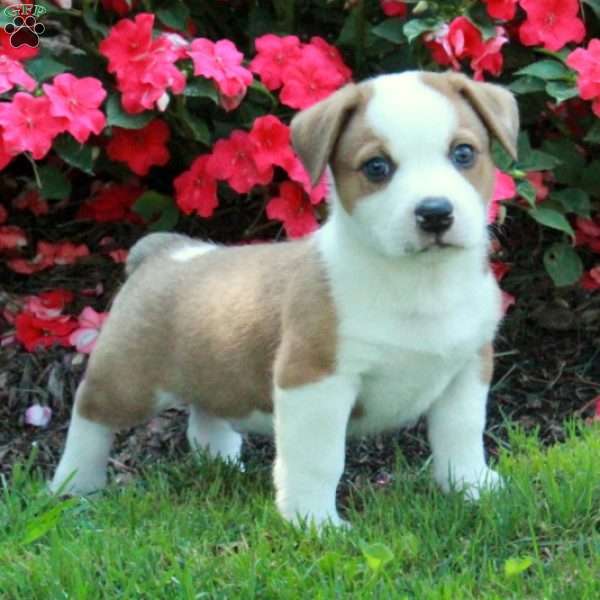 Clarence, Welsh Corgi Mix Puppy