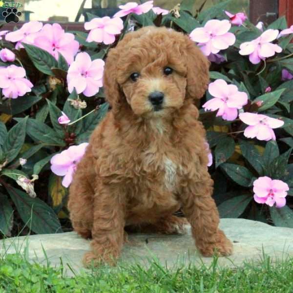 Clementine, Mini Goldendoodle Puppy