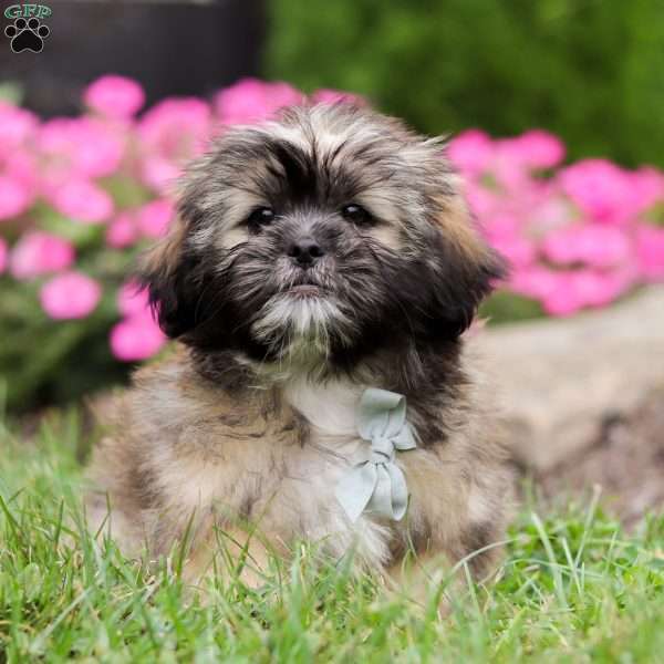 Cleo, Lhasa Apso Puppy