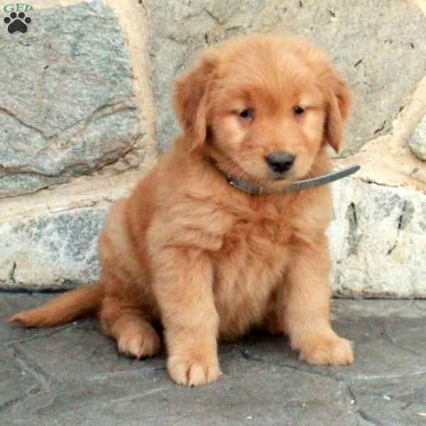 Cleo, Golden Retriever Puppy