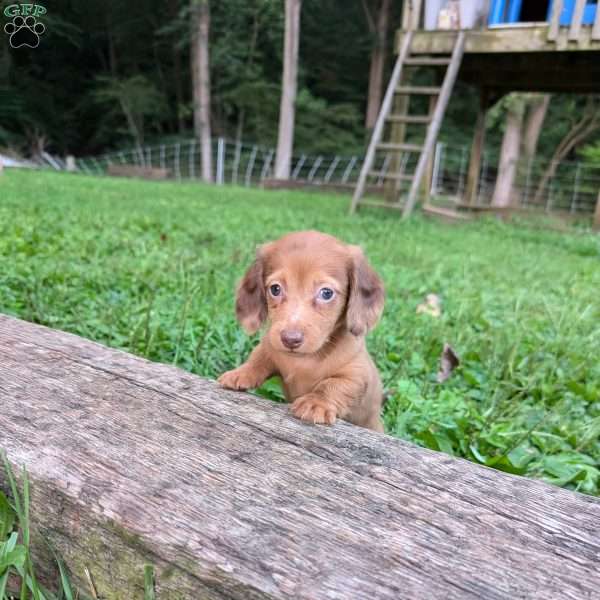 Clifford, Dachshund Puppy