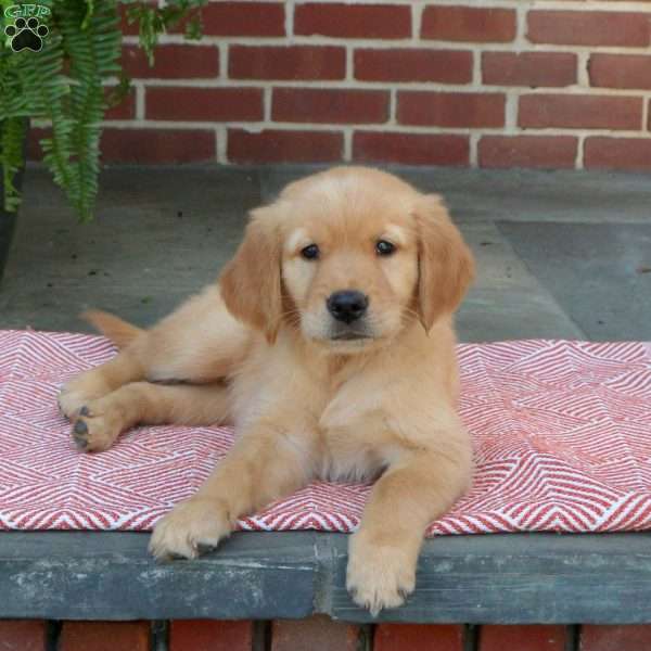 Clover, Golden Retriever Puppy