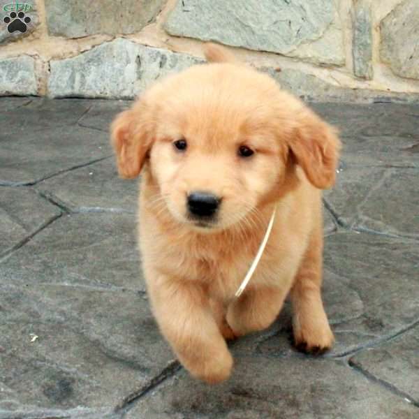 Clover, Golden Retriever Puppy