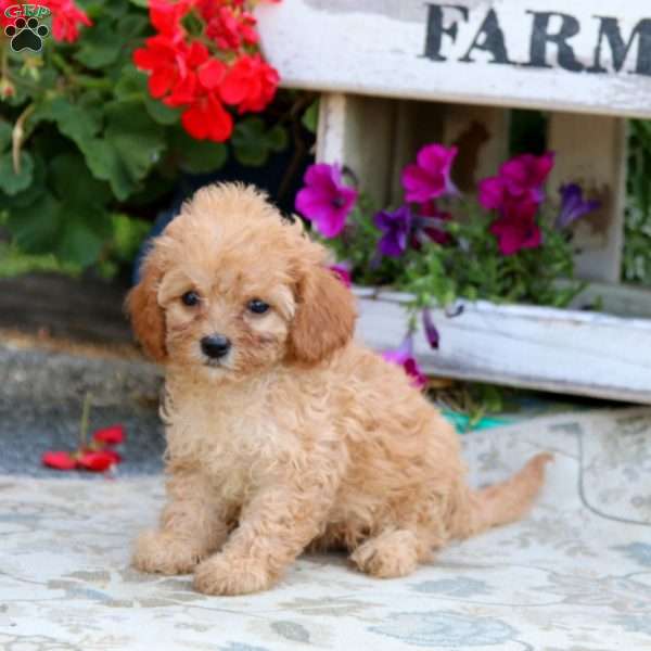 Clover, Cavapoo Puppy