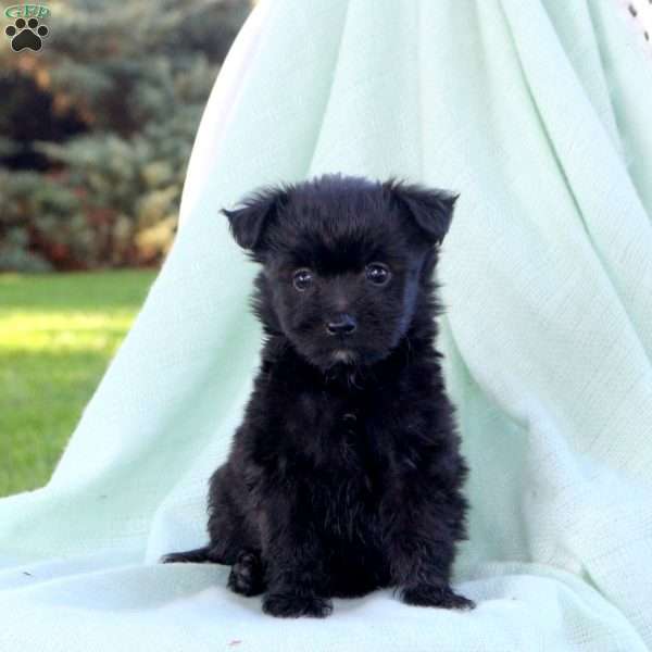 Clyde, Mini Aussiedoodle Puppy