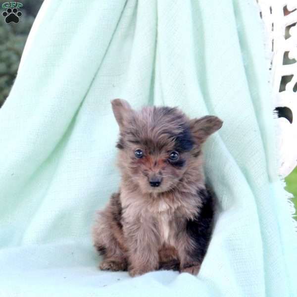 Coco, Mini Aussiedoodle Puppy