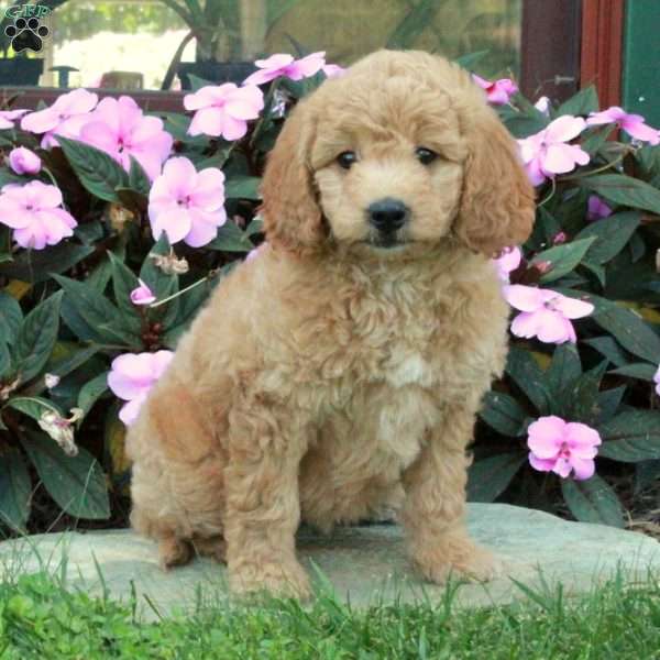 Coco, Mini Goldendoodle Puppy