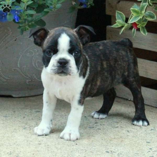 Coco, Boston Terrier Puppy