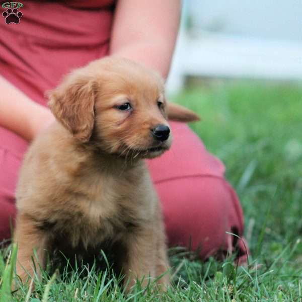 Coco, Golden Retriever Puppy