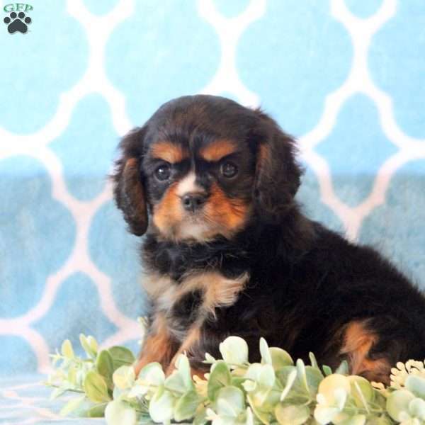 Cocoa, Cavalier King Charles Spaniel Puppy