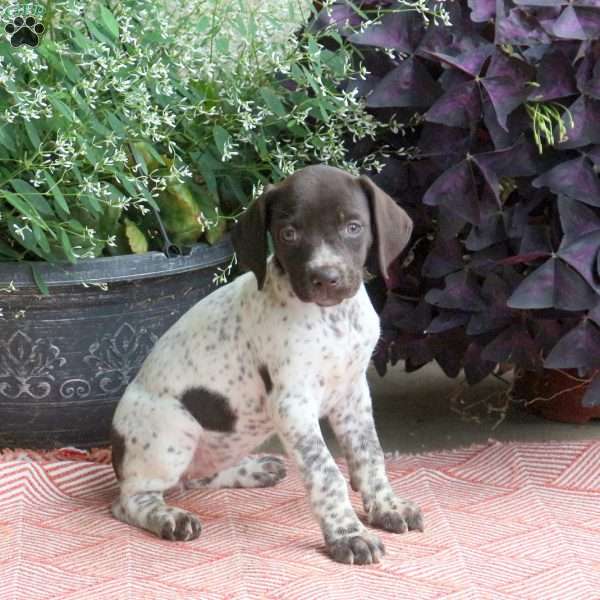 Cocoa, German Shorthaired Pointer Puppy