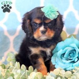 Cocoa, Cavalier King Charles Spaniel Puppy