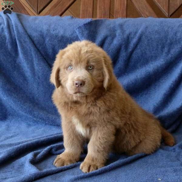 Cocoa, Newfoundland Puppy