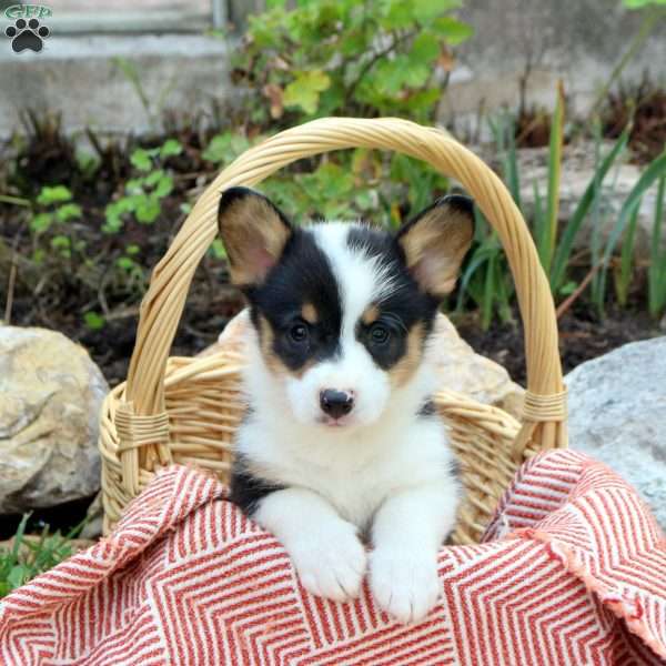 Cody, Pembroke Welsh Corgi Puppy