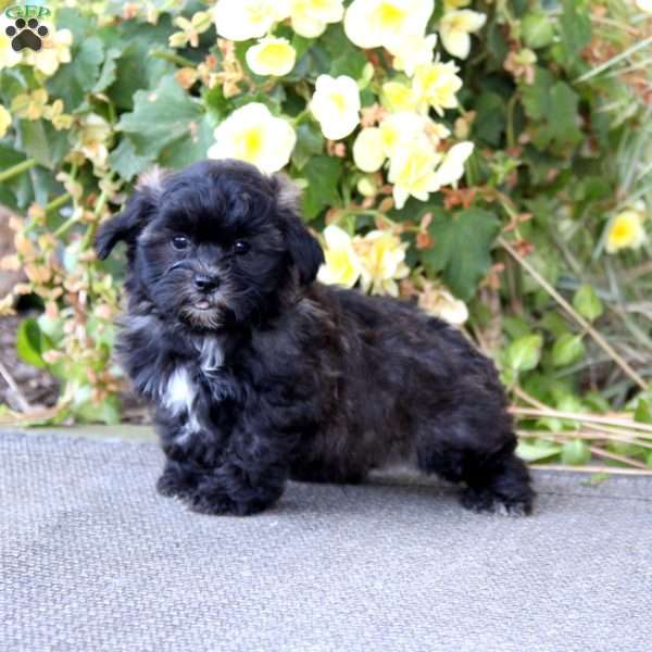 Cody, Teddy Bear Puppy