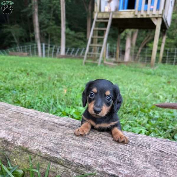 Cody, Dachshund Puppy