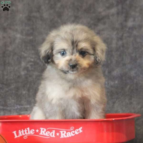 Coffee, Pomapoo Puppy