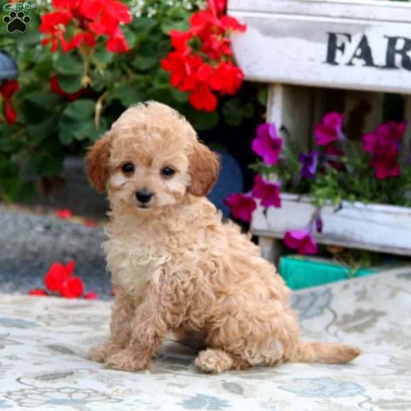 Colby, Cavapoo Puppy