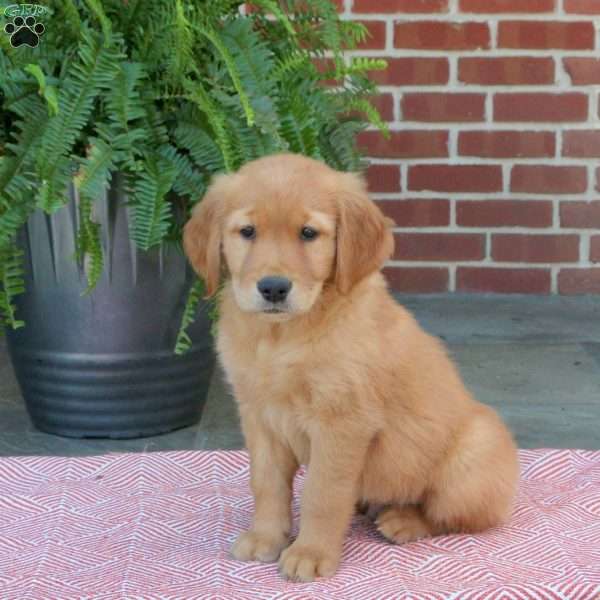 Cole, Golden Retriever Puppy