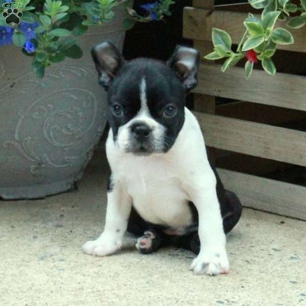 Cole, Boston Terrier Puppy