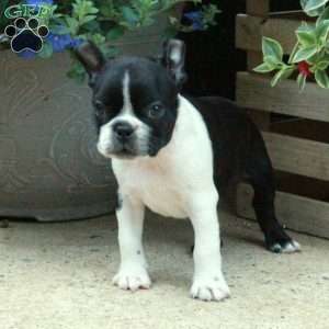 Cole, Boston Terrier Puppy