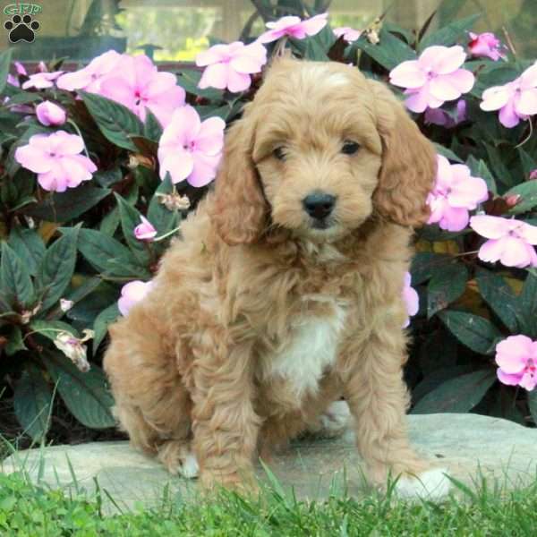 Colton, Mini Goldendoodle Puppy