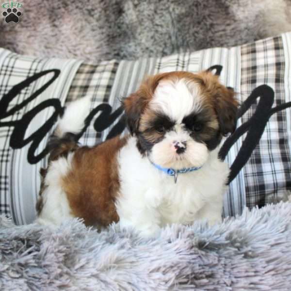 Conner, Shih Tzu Puppy