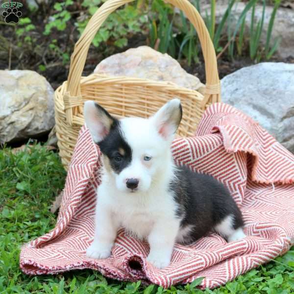 Connie, Pembroke Welsh Corgi Puppy