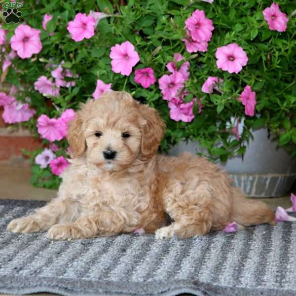 Connor, Mini Goldendoodle Puppy