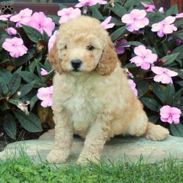 Conrad, Mini Goldendoodle Puppy