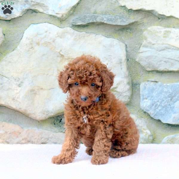 Cookie, Miniature Poodle Puppy