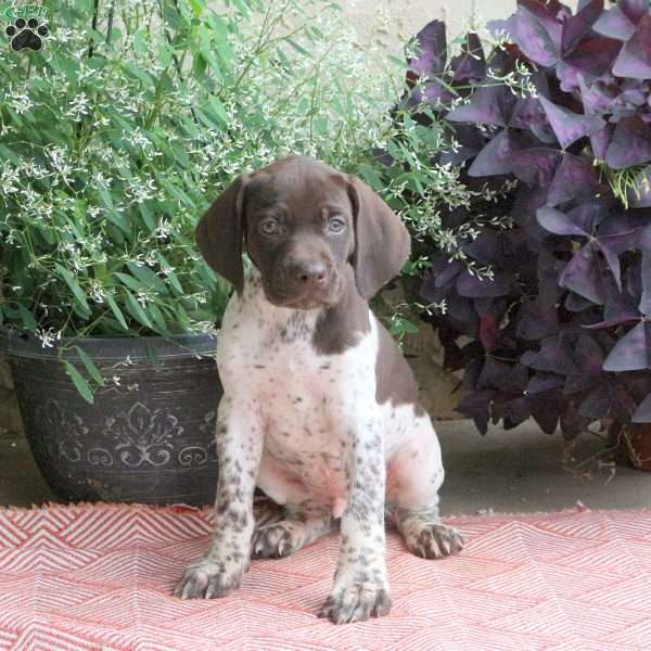 Cooper, German Shorthaired Pointer Puppy